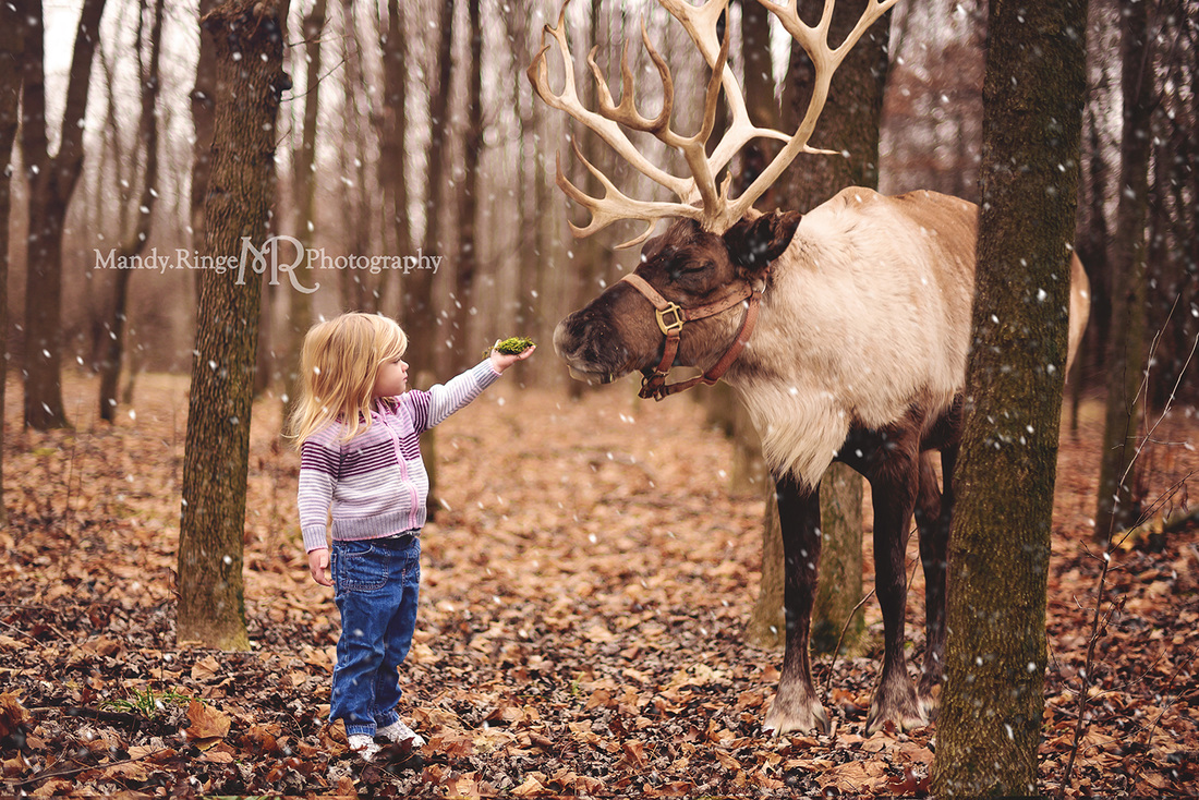 Holiday photo session with a reindeer in the woods // snow, reindeer overlay, christmas // St. Charles, IL // by Mandy Ringe Photography