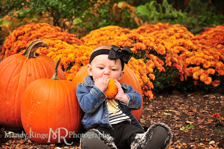 6 month old baby girl portraits // Sitting with pumpkins // Cantigny Gardens - Wheaton, IL // by Mandy Ringe Photography
