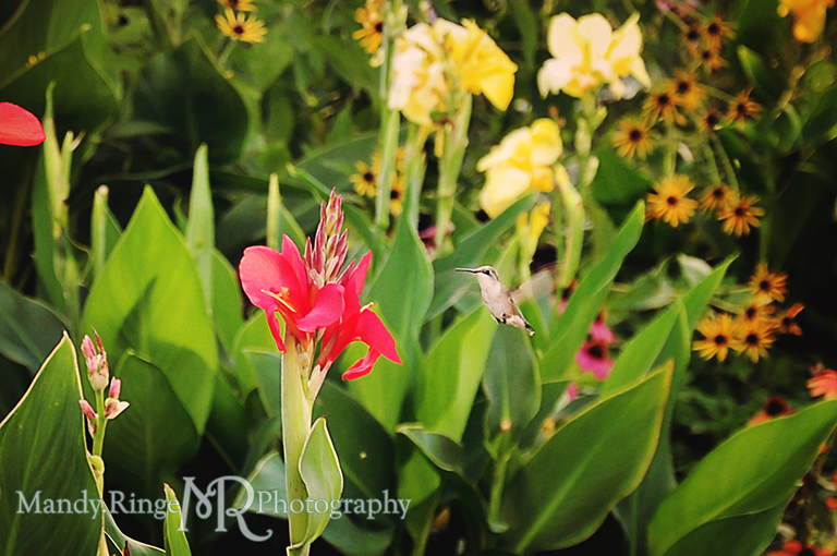 Hummingbird with Flowers // Cantigny Park // Wheaton, IL // by Mandy Ringe Photography 