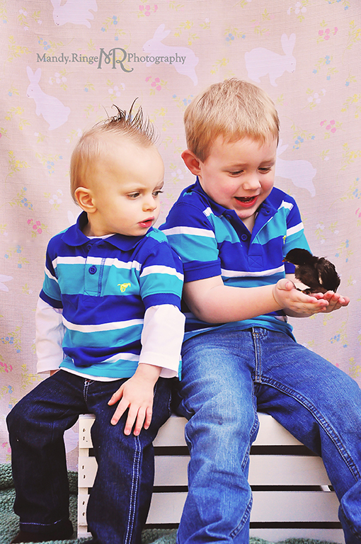 Easter photo shoot // Cousins, boys, bunny backdrop, live chick // Camden, OH // by Mandy Ringe Photography