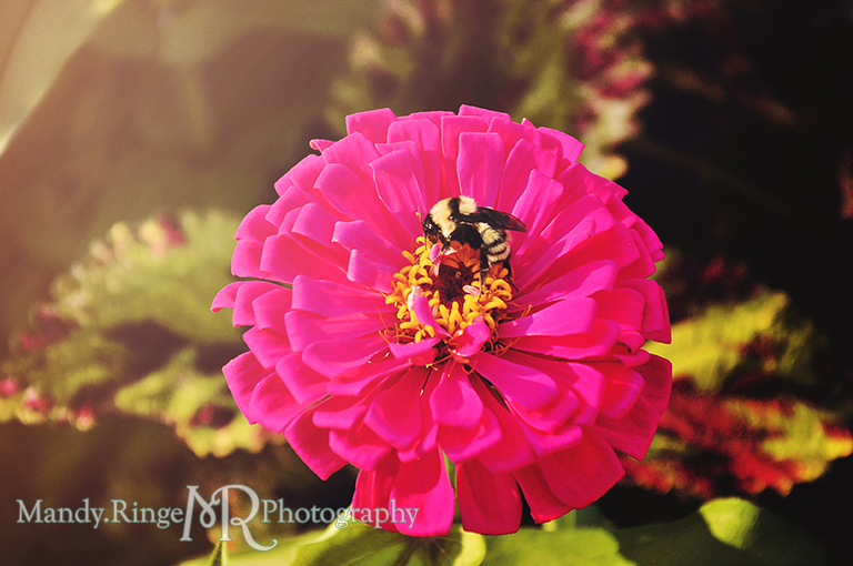 Bumble bee on pink zinnia flower // Hurley Gardens - Wheaton, IL // by Mandy Ringe Photography