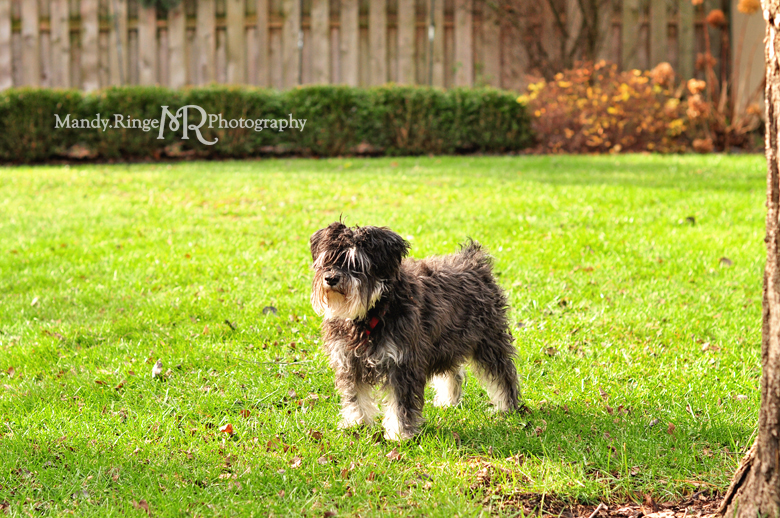 Family Christmas Portraits // Outdoors, family dog // by Mandy Ringe Photography