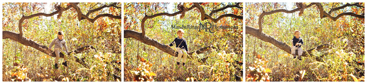 Fall extended family portraits // fall trees, leaves, sitting in a large oak tree // Delnor Woods Park - St. Charles, IL // by Mandy Ringe Photography